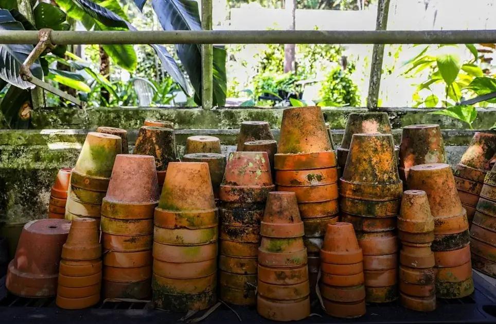 Choosing the Right Plants for Your Climate
