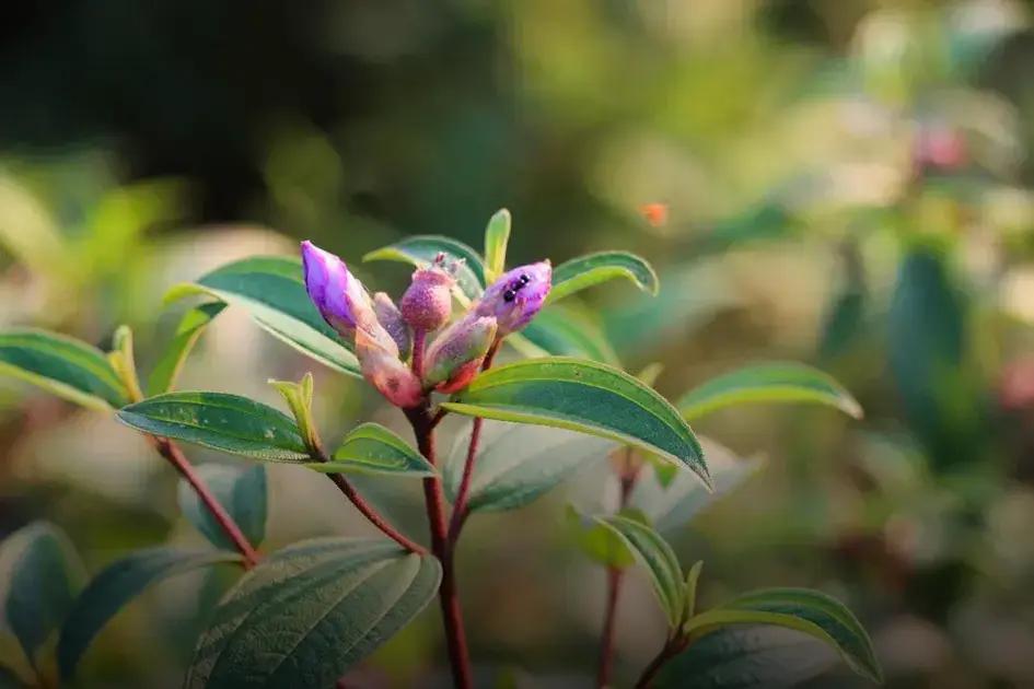 Common Gardening Mistakes Beginners Make - Avoid These!