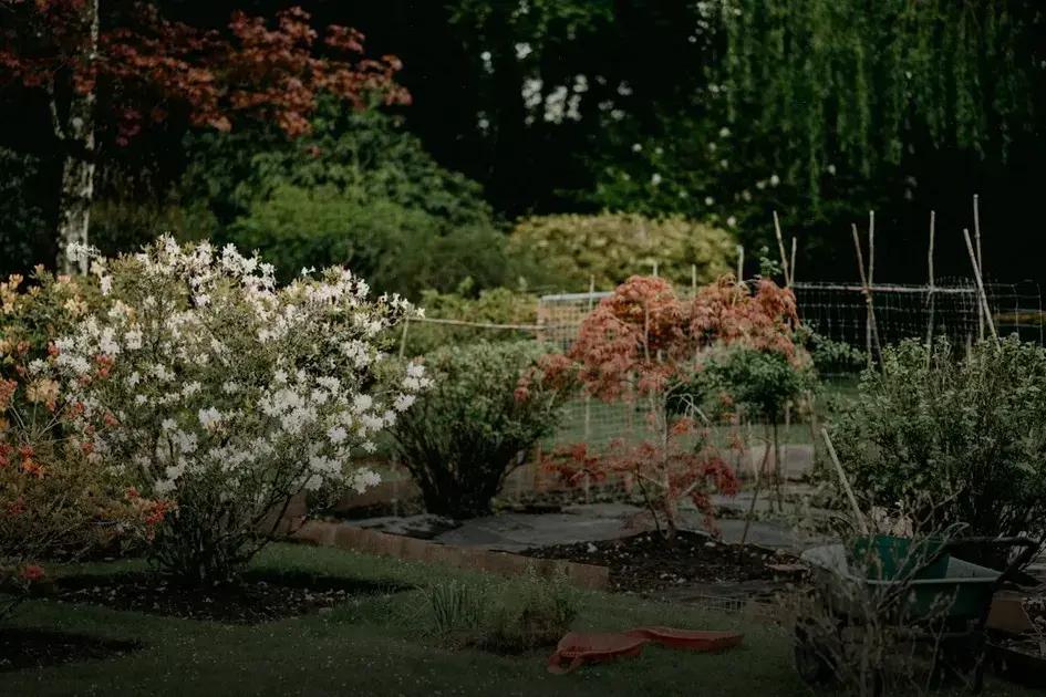 Creating a Low-Maintenance Flower Garden: Easy Tips