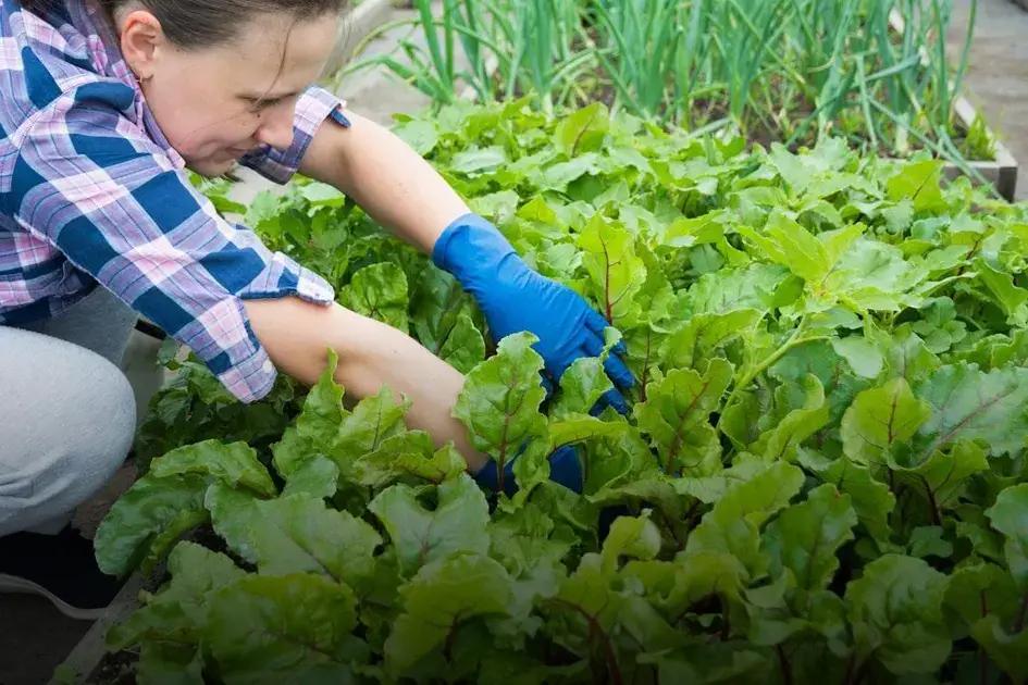 Exploring Annuals