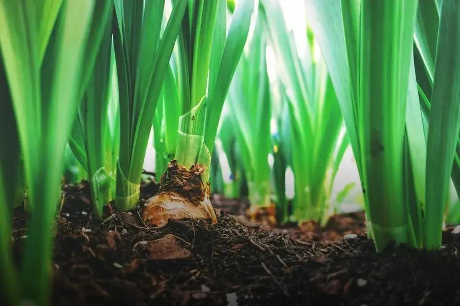Gardening 101: Start Growing Your Own Plants Today