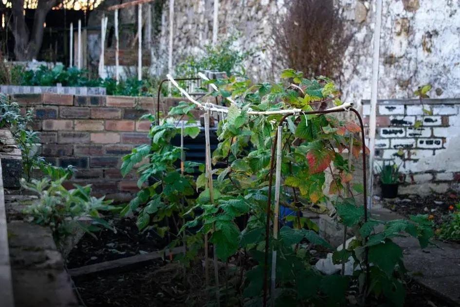 How to Grow Beautiful Roses: Home Gardening Secrets Revealed