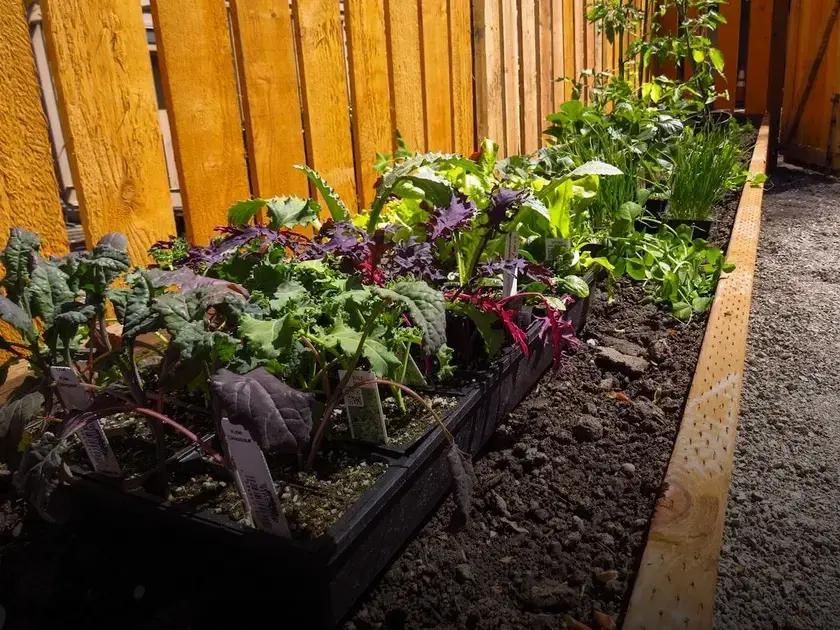Starting a Vegetable Garden: Top Easy Crops to Begin