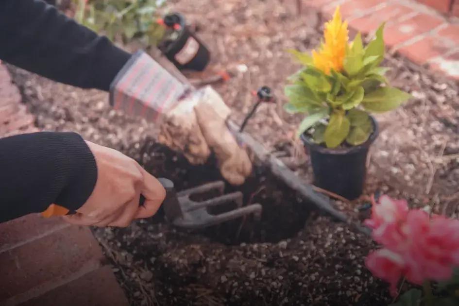 Tips for Growing Tomatoes That Actually Produce Fruit Easily
