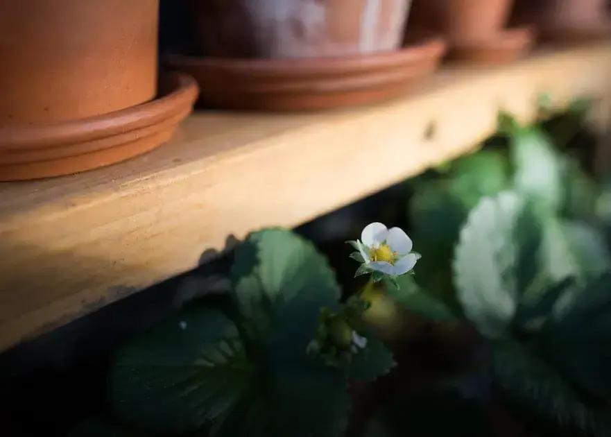 Understanding Soil Types: Enhance Your Garden Today